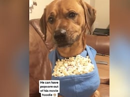 Viral Video: Woman Treats Pet Dog With Handpicked Popcorn Kernels During Movie Night