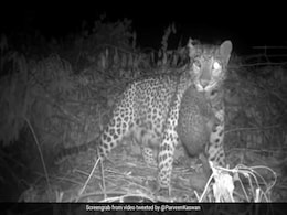 मां से कुछ इस तरह मिले तेंदुए के बच्चे, दिल को छू लेने वाला Video वायरल, लोग बोले- मां को सलाम मां से कुछ इस तरह मिले तेंदुए के बच्चे, दिल को छू लेने वाला Video वायरल, लोग बोले- मां को सलाम