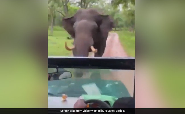 हाथी ने सफारी कार पर कर दिया हमला, दौड़ते हुए करने लगा पीछा, ड्राइवर उल्टी भगाता रहा गाड़ी और फिर...