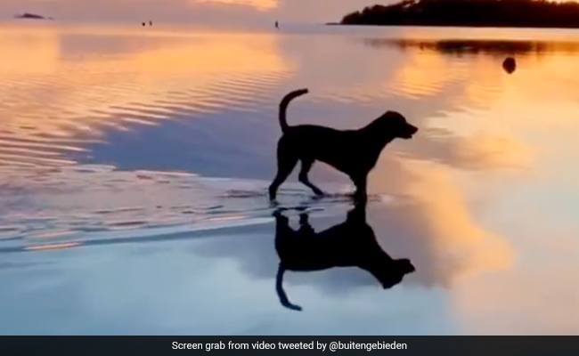 "Perfect" Video Of Dog Walking In Shallow Water Will Take Your Monday Blues Away