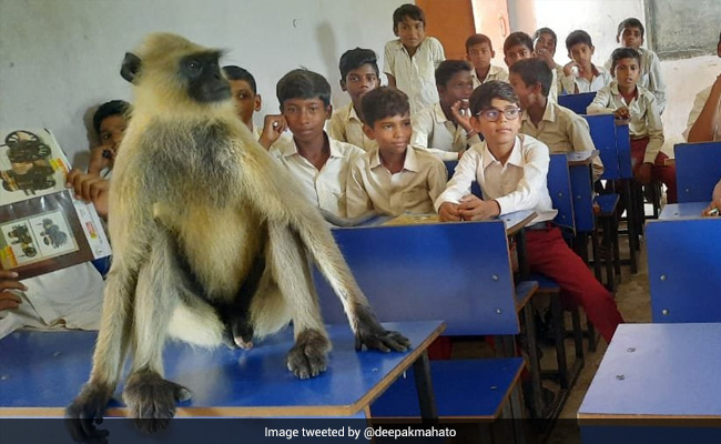 Viral Video Shows Monkey Attending Classes With Students At Jharkhand Government School
