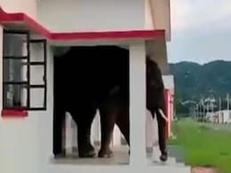 Video: 'सेठ जी' की तरह घर के दरवाजे से निकल रहा था हाथी, फंसने पर लगाई 'निंजा टेक्निक' Video: 'सेठ जी' की तरह घर के दरवाजे से निकल रहा था हाथी, फंसने पर लगाई 'निंजा टेक्निक'