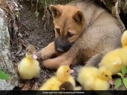 Viral Video: Ducklings Sleep Over A Puppy And It Is Not Disturbed At All Viral Video: Ducklings Sleep Over A Puppy And It Is Not Disturbed At All