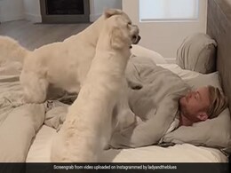 Video: Man Shows How His Golden Retrievers Wake Him Up In The Morning Without An Alarm Clock Video: Man Shows How His Golden Retrievers Wake Him Up In The Morning Without An Alarm Clock