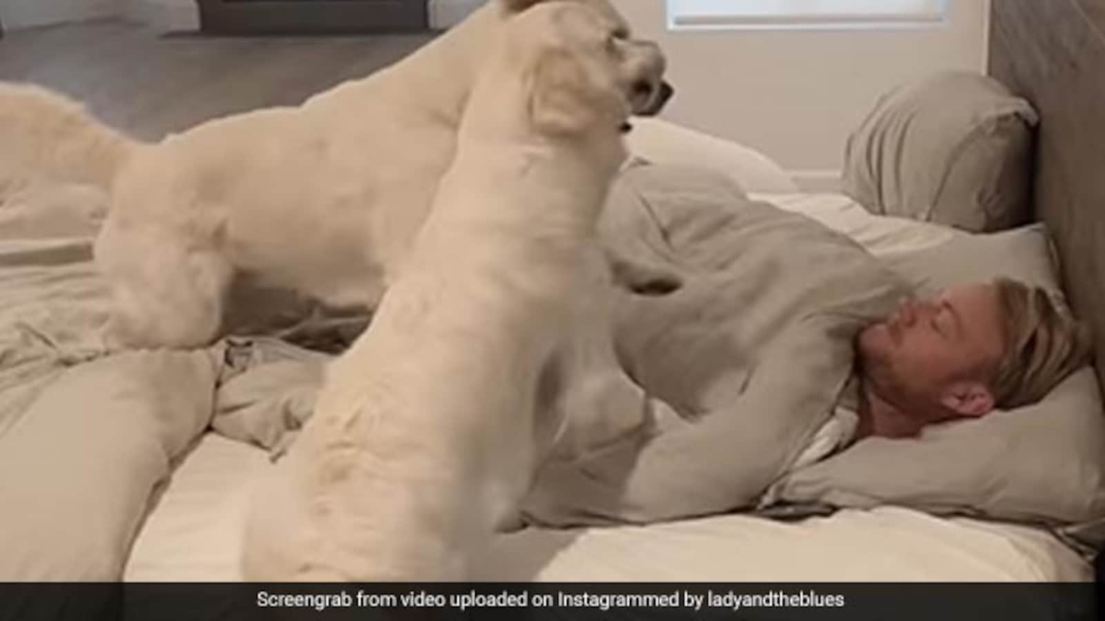 Video: Man Shows How His Golden Retrievers Wake Him Up In The Morning ...