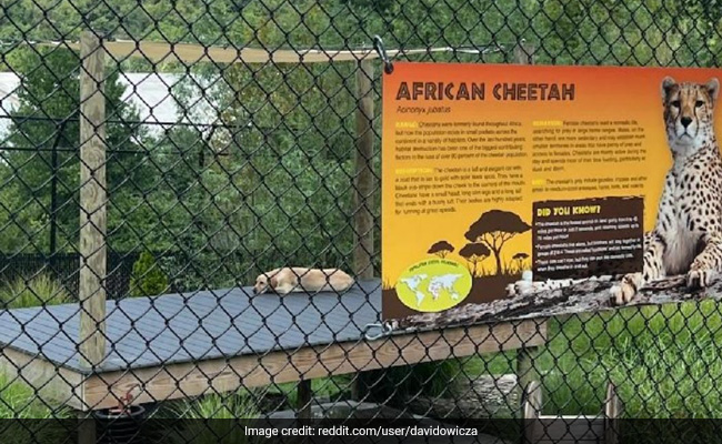 "Cheetah's On Holiday": Dog Inside Big Cat Enclosure At US Zoo Surprises Internet
