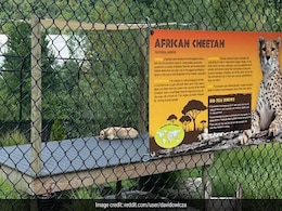 "Cheetah's On Holiday": Dog Inside Big Cat Enclosure At US Zoo Surprises Internet "Cheetah's On Holiday": Dog Inside Big Cat Enclosure At US Zoo Surprises Internet