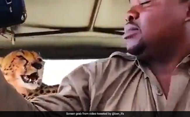 Tour Guide Takes Selfie With Cheetah Only Inches From His Head, Internet Is Divided