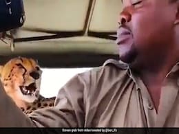 Video: चीते के साथ सफारी गाइड ने ली सेल्फी, लोगों ने पूछा 'जिंदा है या गया' Video: चीते के साथ सफारी गाइड ने ली सेल्फी, लोगों ने पूछा 'जिंदा है या गया'
