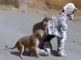 Video: जेब्रा बनकर जंगल में गेड़ी मार रहा था शख्स, अचानक सामने आईं शेरनियों ने ले लिया रडार पर... Video: जेब्रा बनकर जंगल में गेड़ी मार रहा था शख्स, अचानक सामने आईं शेरनियों ने ले लिया रडार पर...