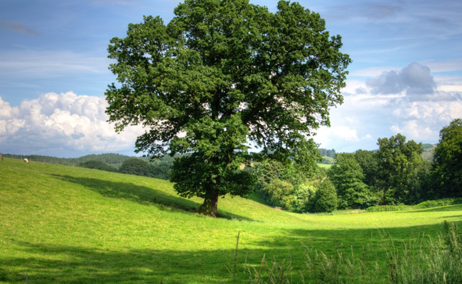 Is Climate Change Responsible For Turning Trees Into Gluttons? Here's What A New Study Says