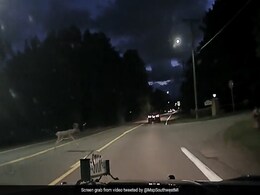 Caught On Camera: Deer Jumps Over Moving Car While Crossing Road Caught On Camera: Deer Jumps Over Moving Car While Crossing Road