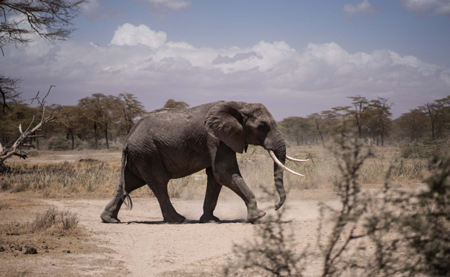 Elephant Who Survived Being Shot Five Times By Poachers Dies In Drought