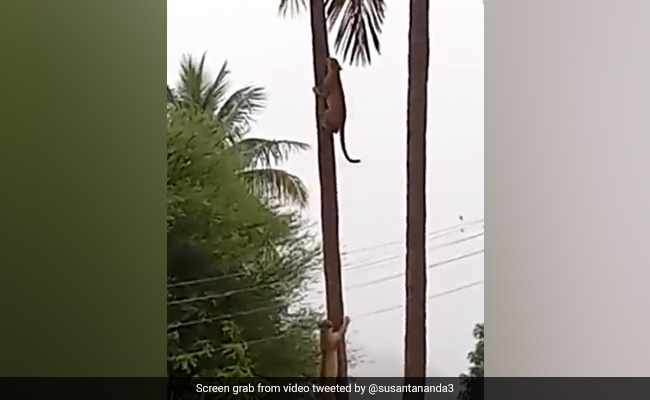 नारियल के पेड़ पर भिड़े दो तेंदुए, IFS अधिकारी ने शेयर किया दिल धड़काने वाला वीडियो