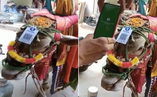 अब इससे ज्यादा डिजिटल इंडिया क्या होगा ? जब गाय के माथे पर ही लगा दिया हो QR Code