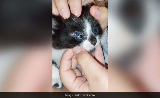 Reddit User Shares Video Of Her Three-Eyed Kitten, Internet Stunned