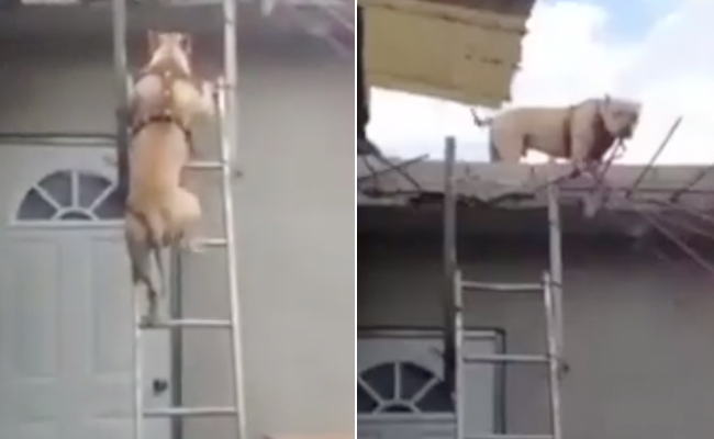 इंसानों से भी तेज दौड़ता है इस डॉगी का दिमाग! Video देख दांतों तले दबा लेंगे उंगली इंसानों से भी तेज दौड़ता है इस डॉगी का दिमाग! Video देख दांतों तले दबा लेंगे उंगली