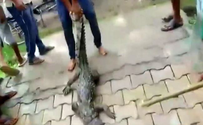 Crocodile Found In UP School, Locked Into Classroom