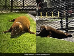 Seal That Escaped From Rescue In Pond Turns Itself To Police In US Seal That Escaped From Rescue In Pond Turns Itself To Police In US