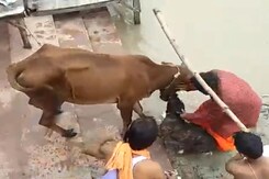 Watch: Pit Bull Bites Cow In Mouth, Dog Owner Struggles To Intervene Watch: Pit Bull Bites Cow In Mouth, Dog Owner Struggles To Intervene