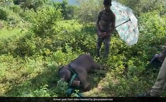 हाथी का बच्चा धूप में लेटकर सो रहा था, छाया के लिए वन अधिकारियों ने लगा दी छतरी, Video दिल खुश कर देगा