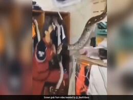 घर की छत से गिरा विशाल अजगर, शख्स पर किया हमला, जबड़ा खोलकर कूदा ऊपर, फिर जो हुआ... घर की छत से गिरा विशाल अजगर, शख्स पर किया हमला, जबड़ा खोलकर कूदा ऊपर, फिर जो हुआ...