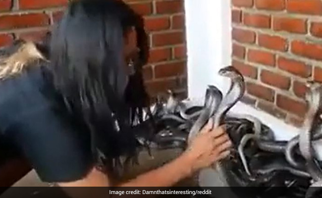 Viral Video : सांपो को लड़की ने नहलाया...देख कर थम जाएंगी सांसें....