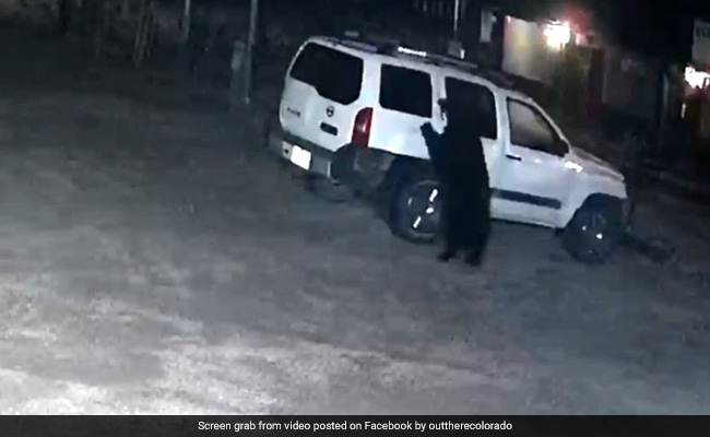 Caught On Camera: Bear In US Easily Opens Car Door, Climbs Inside
