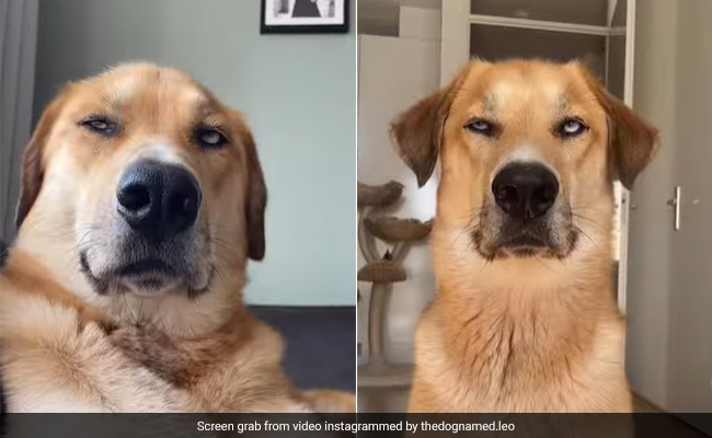 Video of Dog Rolling Eyes At Owner Cracks The Internet Up