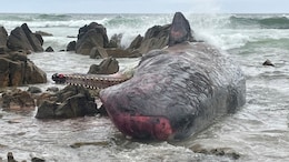 14 Whales Dead In Australia After Mass Stranding