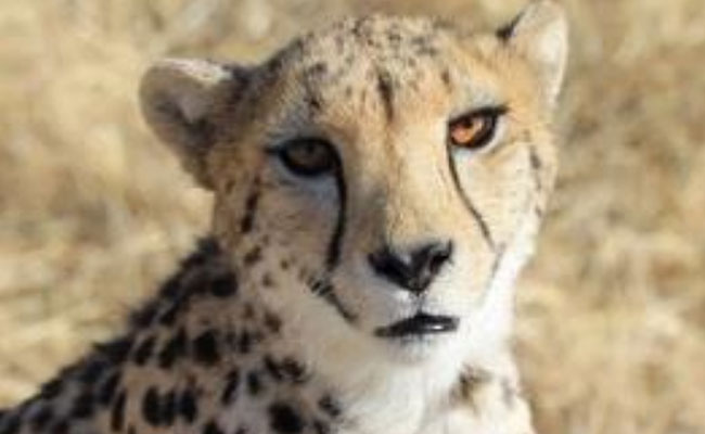 8 Namibian Cheetahs To Be Released Into The Wild In Madhya Pradesh