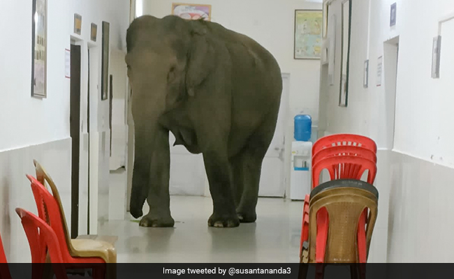 Watch: Elephants Take A Stroll Inside Hospital in Bengal, Video Viral