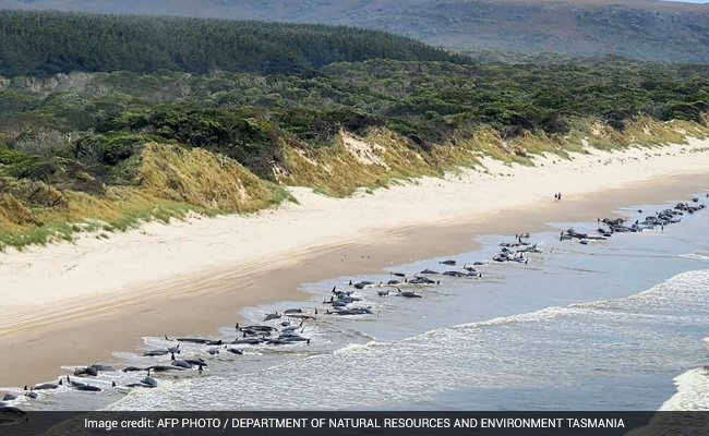 230 Whales Stranded On Remote Beach Near Australia