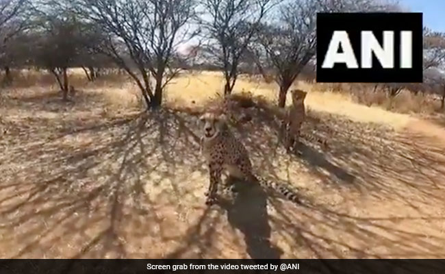 VIDEO: देखें उन चीतों की पहली झलक, जो कल नामीबिया से आ रहे हैं हिन्दुस्तान