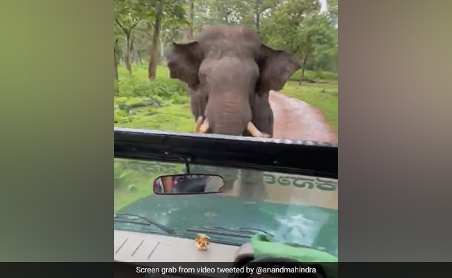 "Captain Cool": Anand Mahindra Shares Video Of "World's Best Bolero Driver"