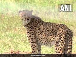 Live Updates: पीएम नरेंद्र मोदी ने मध्य प्रदेश के कूनो नेशनल पार्क में चीतों को छोड़ा Live Updates: पीएम नरेंद्र मोदी ने मध्य प्रदेश के कूनो नेशनल पार्क में चीतों को छोड़ा