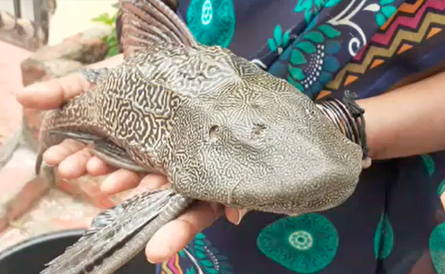Watch: Devil Fish Caught In Floodwaters In Hyderabad