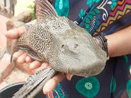 हैदराबाद में बाढ़ के पानी में मिली 'Devil Fish', लोगों को नहीं हो रहा आंखों पर यकीन हैदराबाद में बाढ़ के पानी में मिली 'Devil Fish', लोगों को नहीं हो रहा आंखों पर यकीन