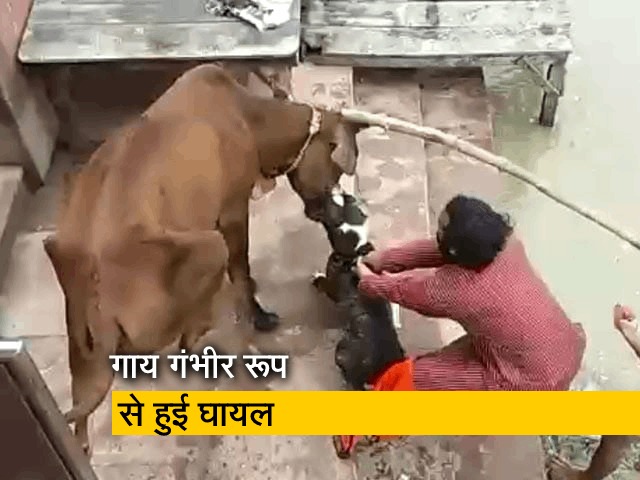यूपी में ‘पिटबुल कुत्ते’ ने गाय पर किया हमला