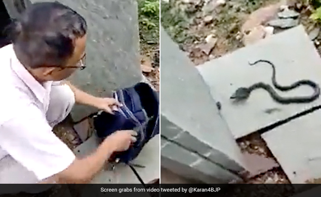 Video: Madhya Pradesh Teachers Check Girl's Bag After Complaint, Find a Cobra Inside