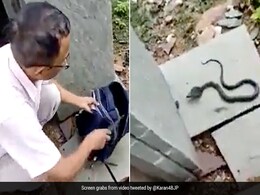 Video: Madhya Pradesh Teachers Check Girl's Bag After Complaint, Find a Cobra Inside Video: Madhya Pradesh Teachers Check Girl's Bag After Complaint, Find a Cobra Inside