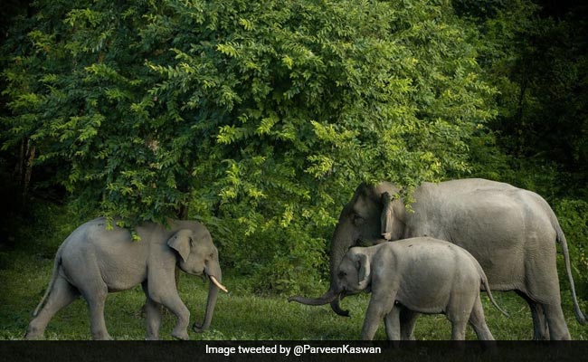 On Engineer's Day, Bureaucrat's Tweet Calling Elephants "Ancient India's Temple Builders" Goes Viral