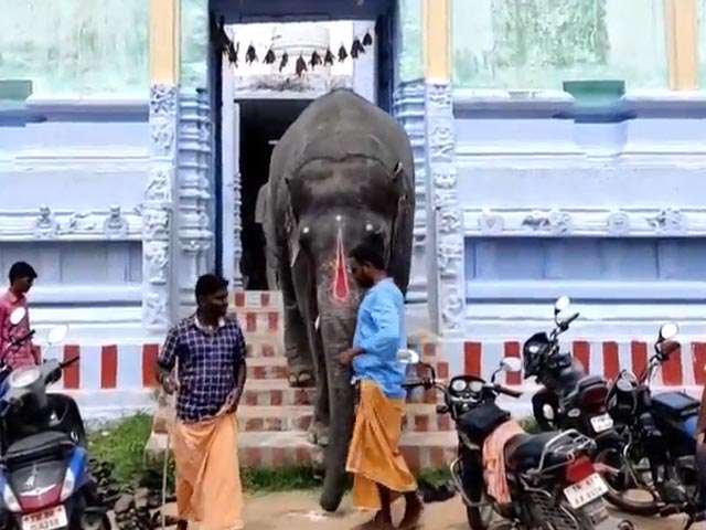 Assam Officials In Tamil Nadu To Inspect Temple Elephant Jaimala
