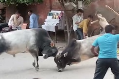 On Camera: Fierce Bull Fight On Busy Uttar Pradesh Street On Camera: Fierce Bull Fight On Busy Uttar Pradesh Street