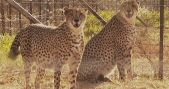 अपने बर्थडे पर आठ चीतों को कुनो नेशनल पार्क में छोड़ सकते हैं पीएम मोदी