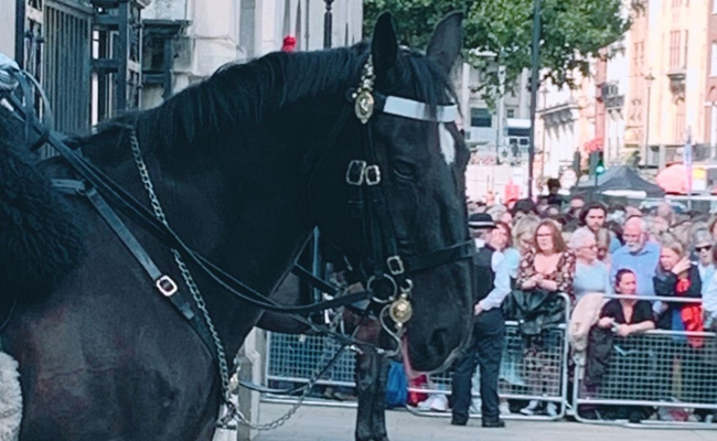 Horses Trained To Hear 'Sobbing' During Queen's Procession In London