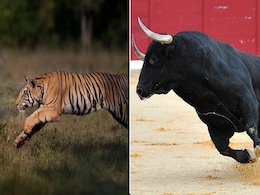 बैल का शिकार करने जा रहा टाइगर उल्टे पैर जान बचाकर भागा, VIDEO देख यूजर्स ने कहा- 'डर के आगे जीत है' बैल का शिकार करने जा रहा टाइगर उल्टे पैर जान बचाकर भागा, VIDEO देख यूजर्स ने कहा- 'डर के आगे जीत है'