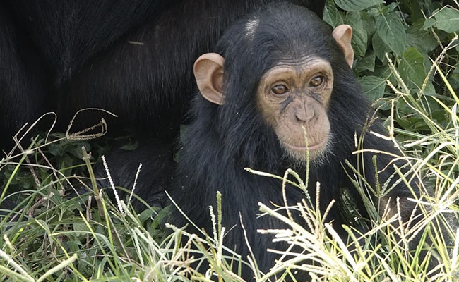 "First Time In History": Three Baby Chimpanzees Kidnapped For Ransom From Congo Sanctuary