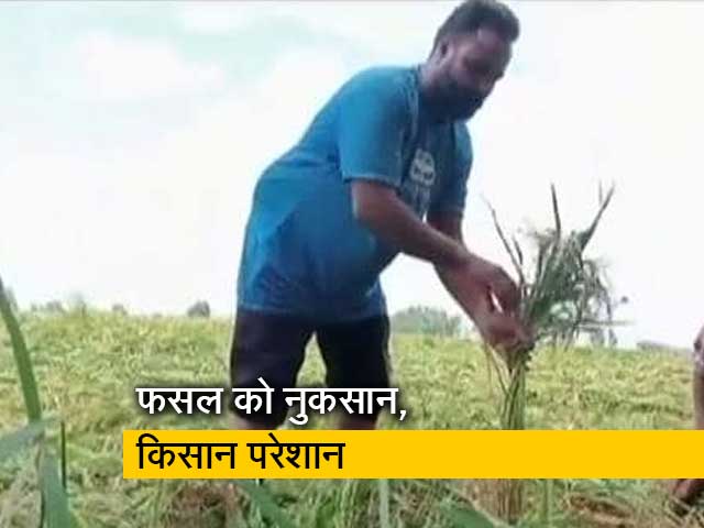 बारिश के कारण पंजाब-हरियाणा में फसलों को नुकसान, किसान परेशान 