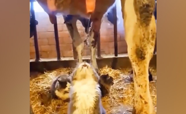 बिल्ली मौसी को फ्री में मिला गाय दूध, फिर क्या... बिना देर किए मजे से पीने लगी, वीडियो देख मजा आएगा